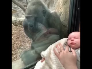 a gorilla introduced its baby to a human